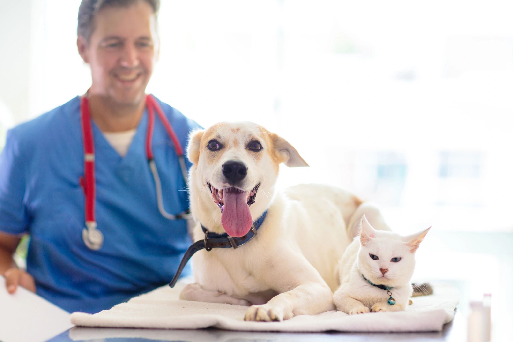 Volunteer working with animals
