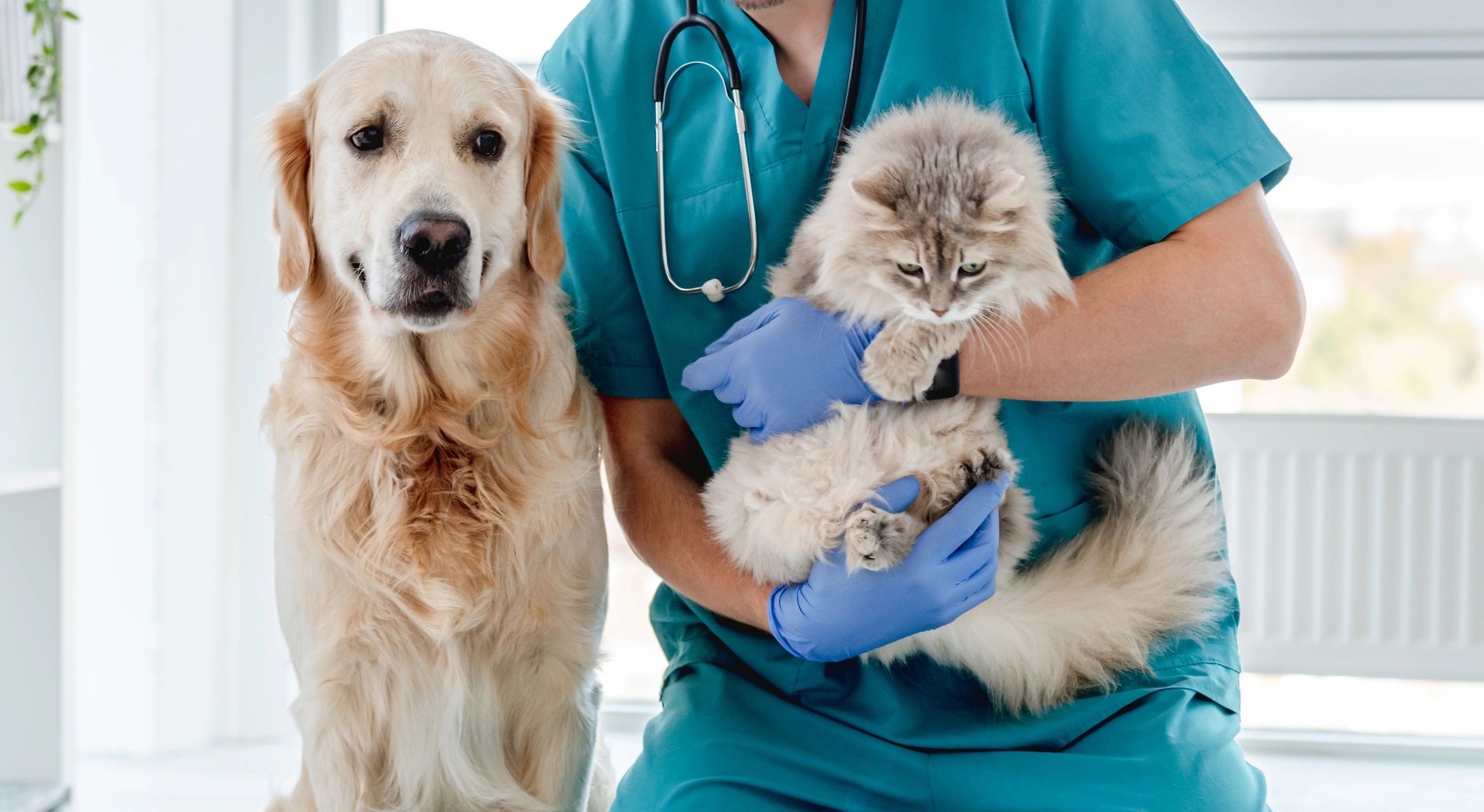 Volunteer at an adoption event